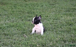 French Bulldog dogs for sale: Natalie - Image 23