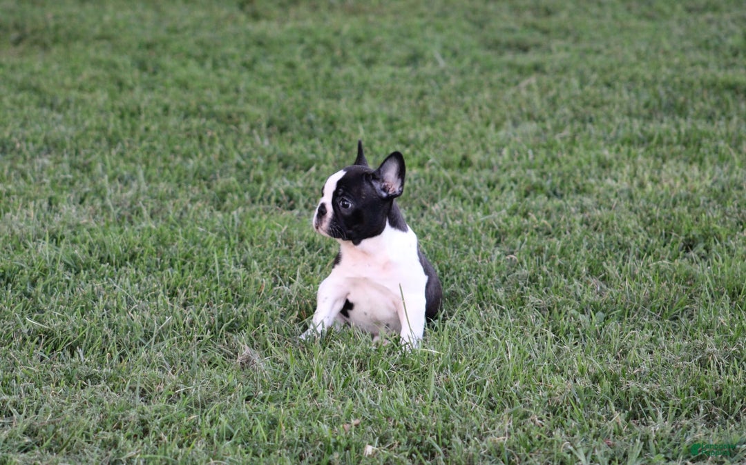 French Bulldog dogs for sale: Natalie - Image 23