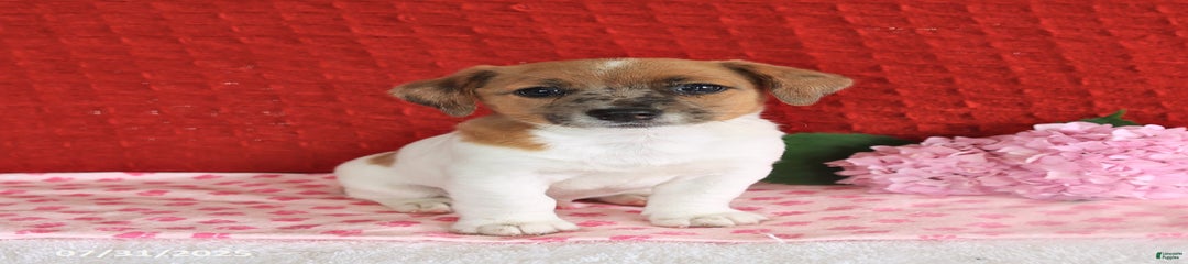 Reggie