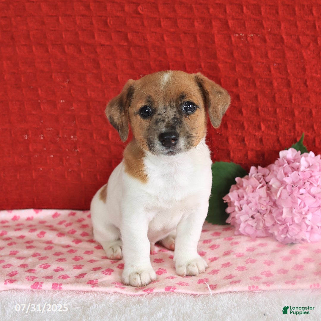 Jack Russell Terrier dogs for sale: Reggie - Image 4