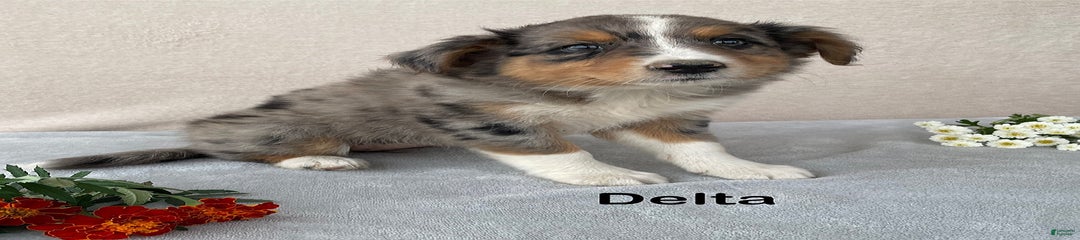 Delta
