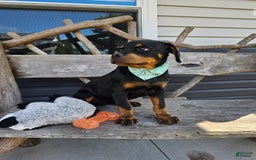 Rottweiler dogs for sale: Amber - Image 2