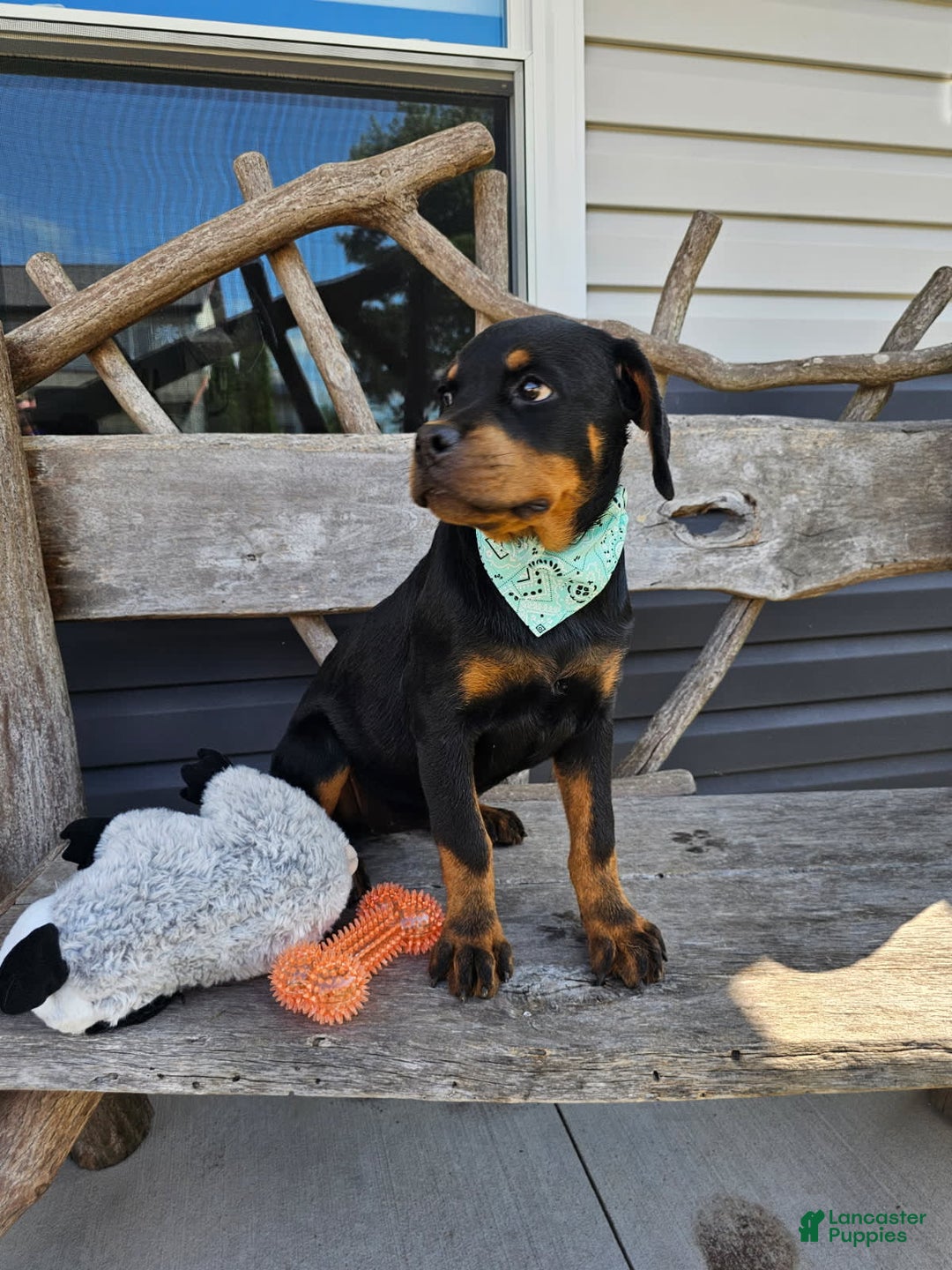 Rottweiler dogs for sale: Amber - Image 2
