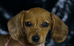 Miniature Dachshund dogs for sale: Meeka - Image 1