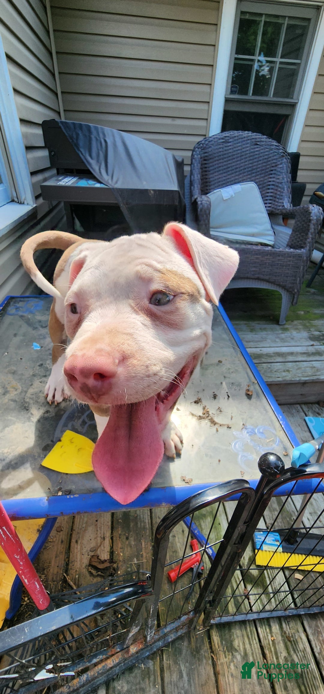 American Bully dogs for sale: Aphrodite - Image 5