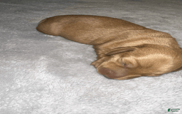 Miniature Dachshund dogs for sale: Salt - Image 1