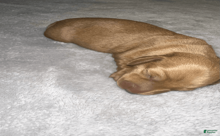 Miniature Dachshund dogs for sale - Ad 2