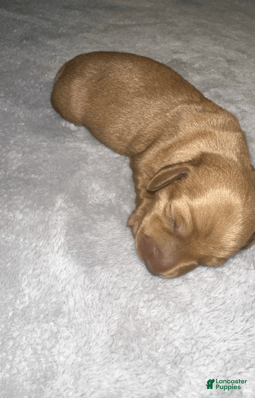 Miniature Dachshund dogs for sale: Salt - Image 1