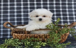 Havanese dogs for sale: Carmen - Image 10