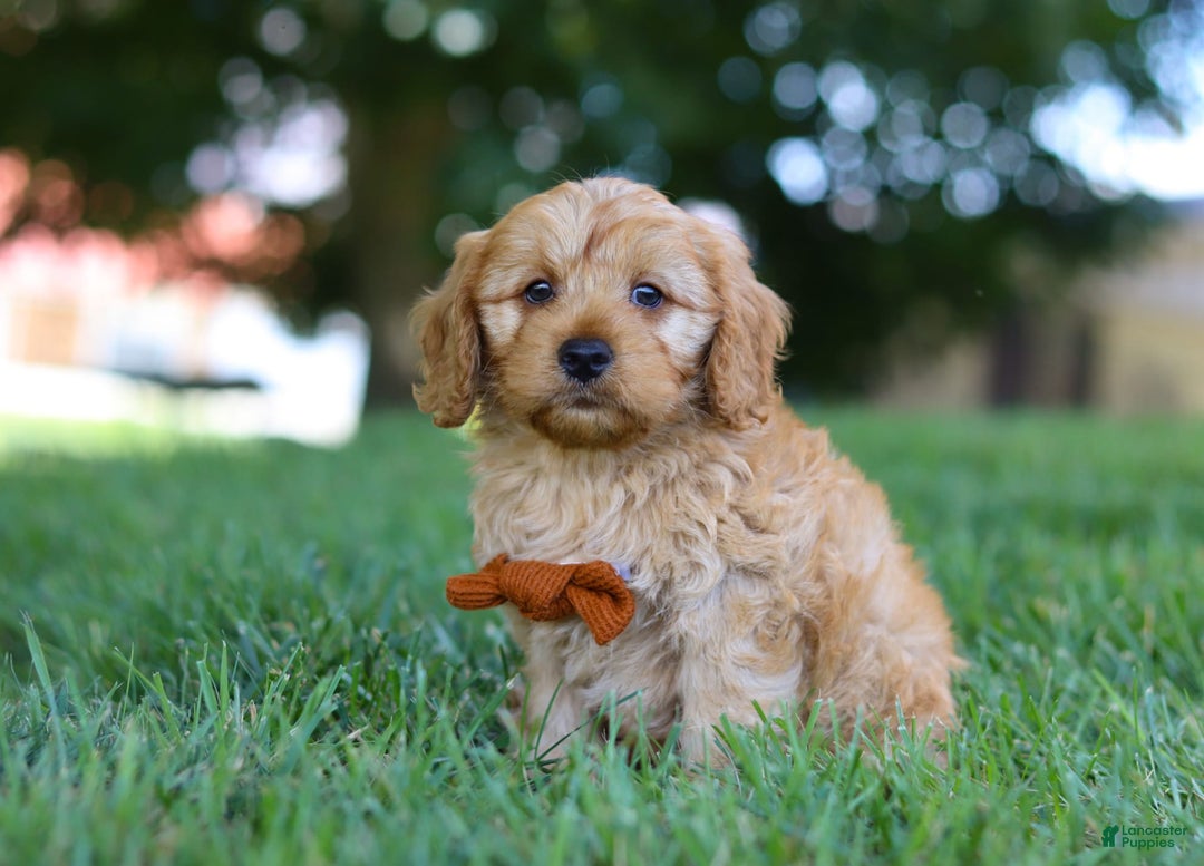 Cavapoo dogs for sale: Ollie - Image 3
