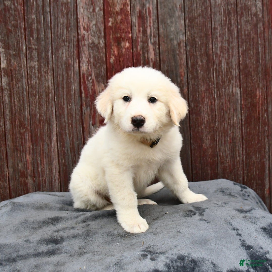 Great Pyrenees dogs for sale: Lilly - Image 3