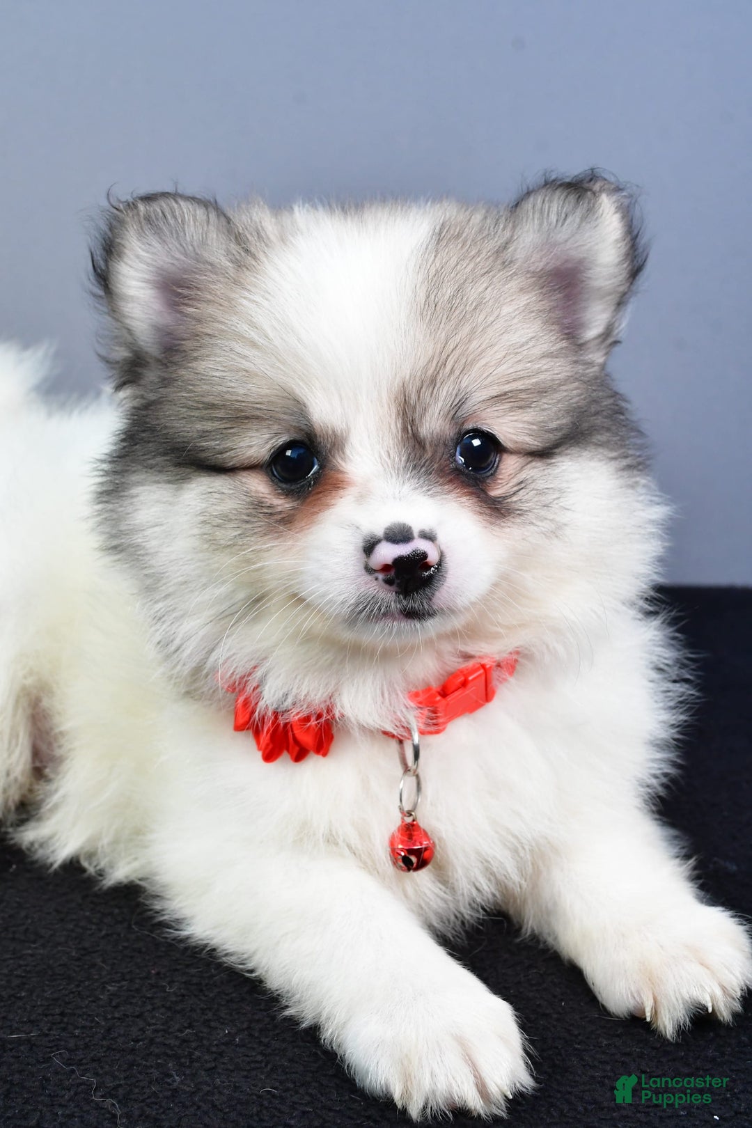 Pomeranian dogs for sale: Sophie - Image 4