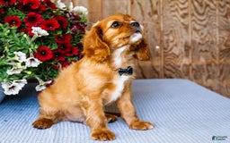 Cavalier King Charles Spaniel dogs for sale: Oliver - Image 5
