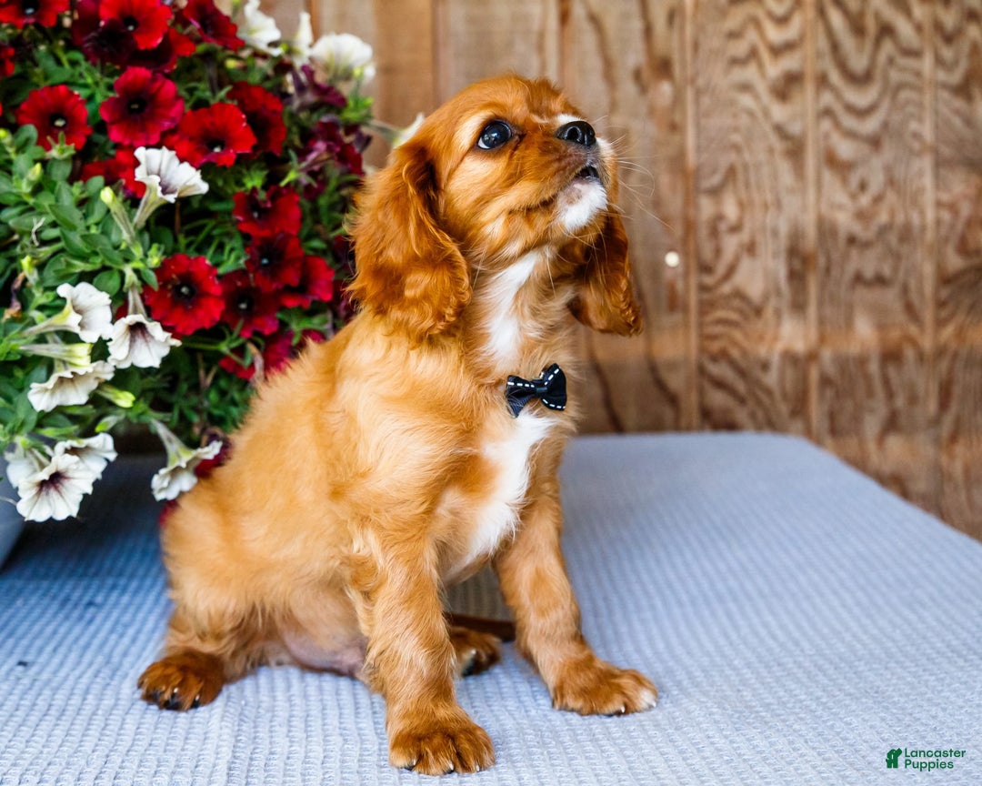 Cavalier King Charles Spaniel dogs for sale: Oliver - Image 5