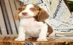 Beagle dogs for sale: Porter - Image 3
