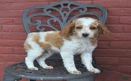 Cockapoo dogs for sale: Kermit - Image 4