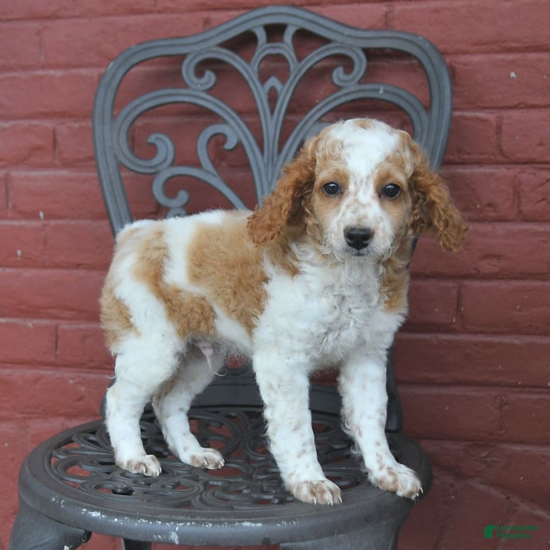 Cockapoo dogs for sale: Kermit - Image 4