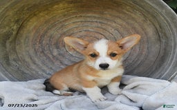 Welsh Corgi Pembroke dogs for sale: Nugget - Image 3