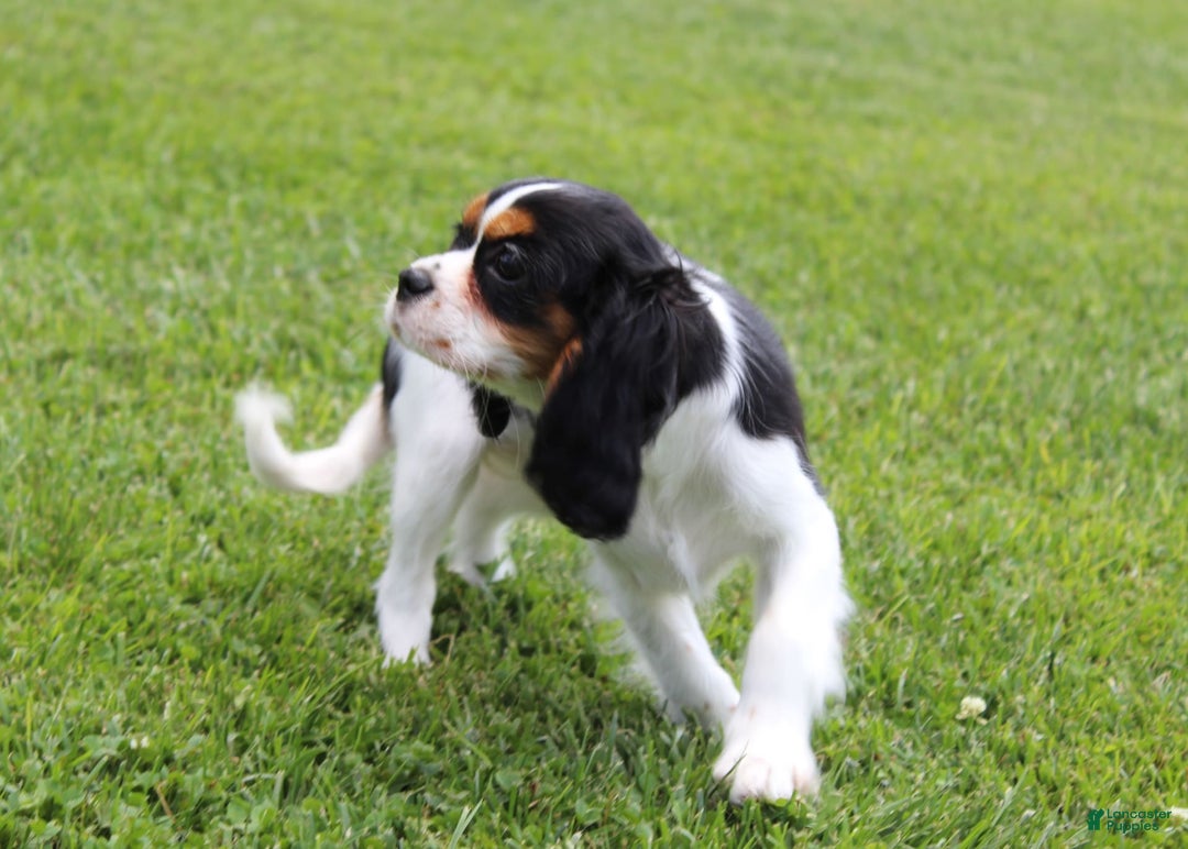 Cavalier King Charles Spaniel dogs for sale: Abby - Image 3