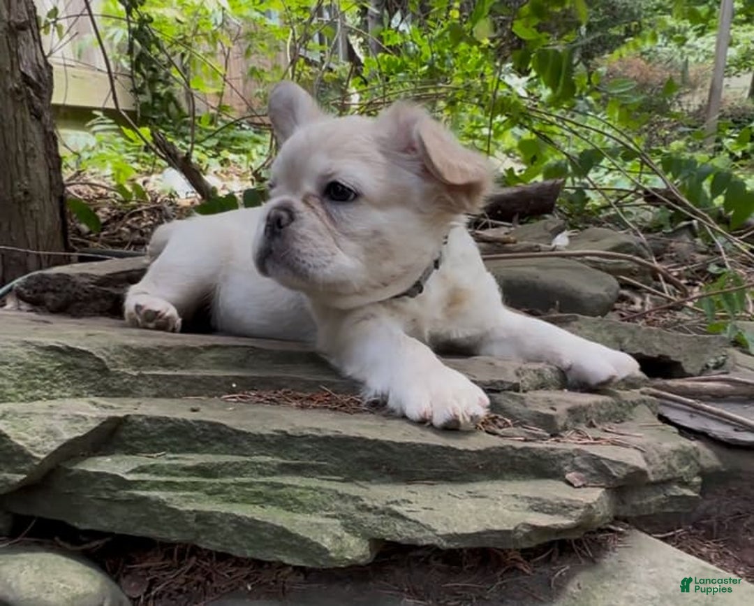 French Bulldog dogs for sale: Capone - Image 6