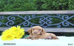 Miniature Dachshund dogs for sale: Otis - Image 3