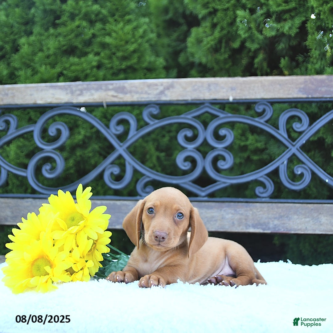 Miniature Dachshund dogs for sale: Otis - Image 3