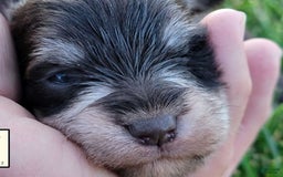 Miniature Schnauzer dogs for sale: Jack - Image 10