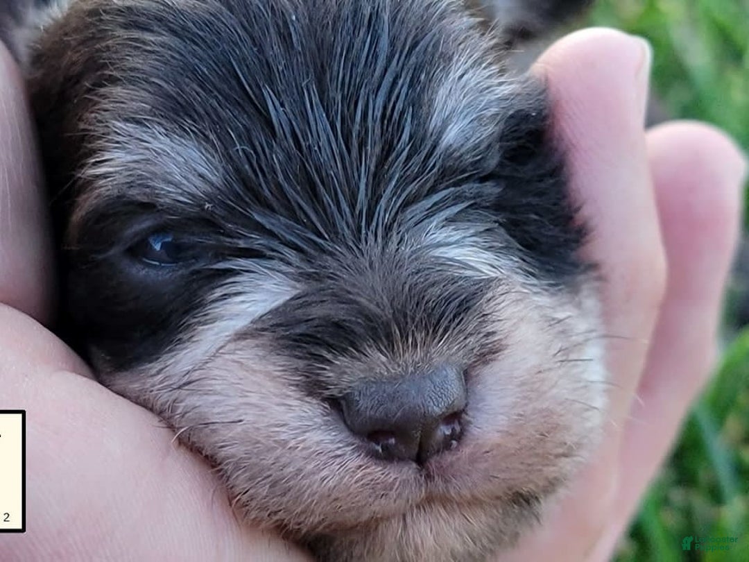 Miniature Schnauzer dogs for sale: Jack - Image 10
