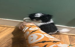 Shih Tzu dogs for sale: Oreo - Image 4