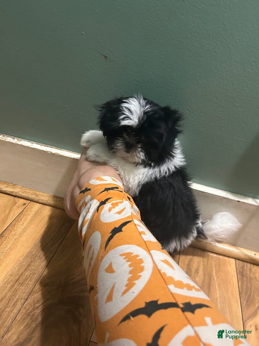 Shih Tzu dogs for sale: Oreo - Image 4