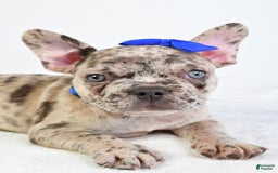 French Bulldog dogs for sale: French Bulldog 5 puppies - Image 9