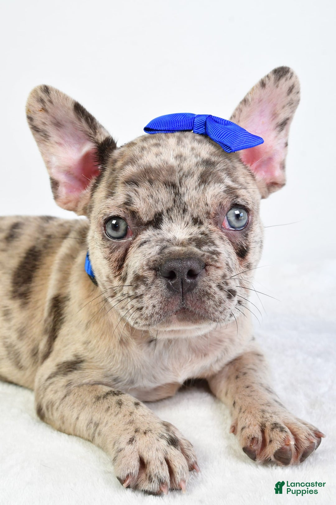 French Bulldog dogs for sale: French Bulldog 5 puppies - Image 9