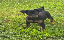 Miniature Pinscher dogs for sale: Willow - Image 4