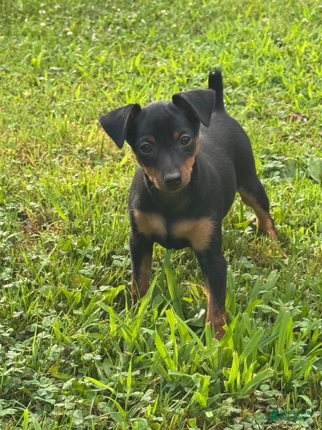 Miniature Pinscher dogs for sale: Willow - Image 4
