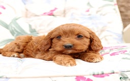 Cavapoo dogs for sale: Cavapoo 5 puppies - Image 25