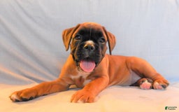 Boxer dogs for sale: Carin - Image 6