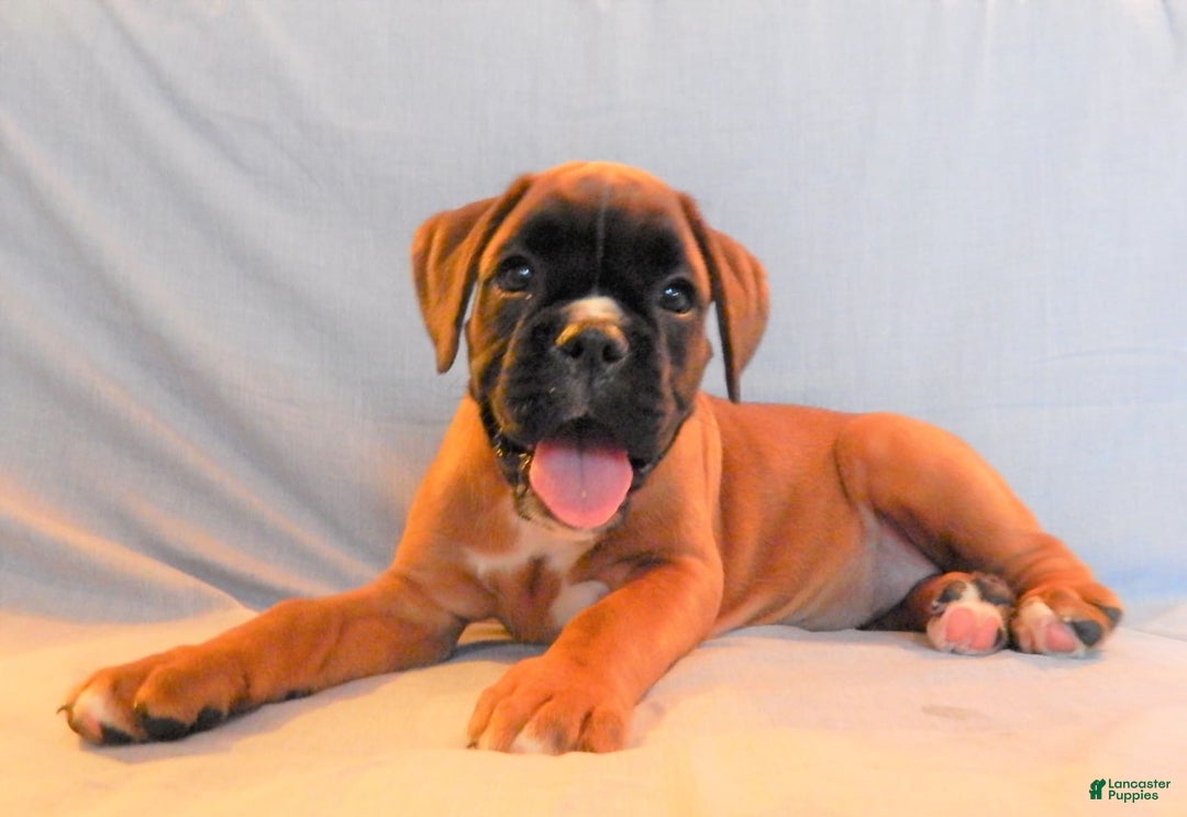 Boxer dogs for sale: Carin - Image 6