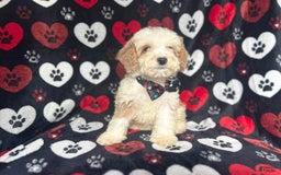 Cockapoo dogs for sale: Rowdy - Image 9