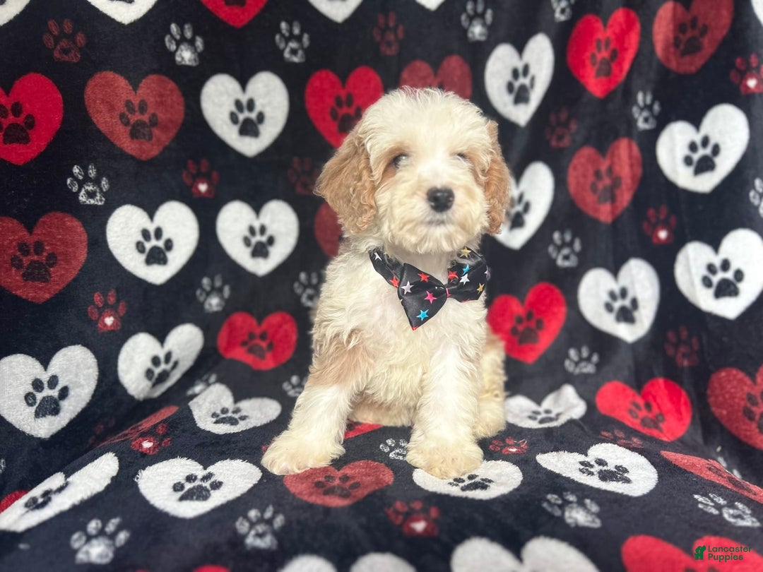 Cockapoo dogs for sale: Rowdy - Image 9