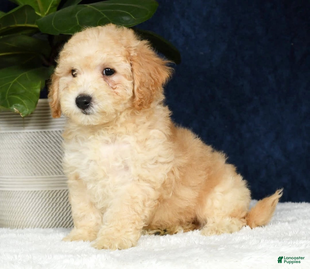 Bichpoo dogs for sale: Kip - Image 15