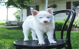 Pomsky dogs for sale: Lemon - Image 2