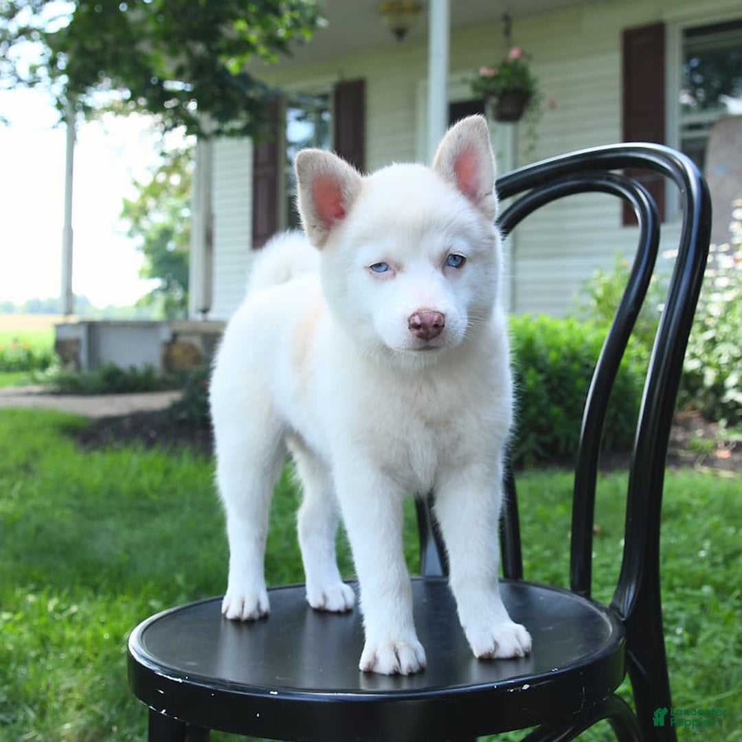 Pomsky dogs for sale: Lemon - Image 2