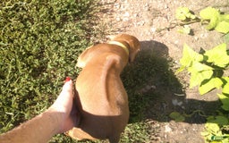 Rhodesian Ridgeback dogs for sale: Copper - Image 4