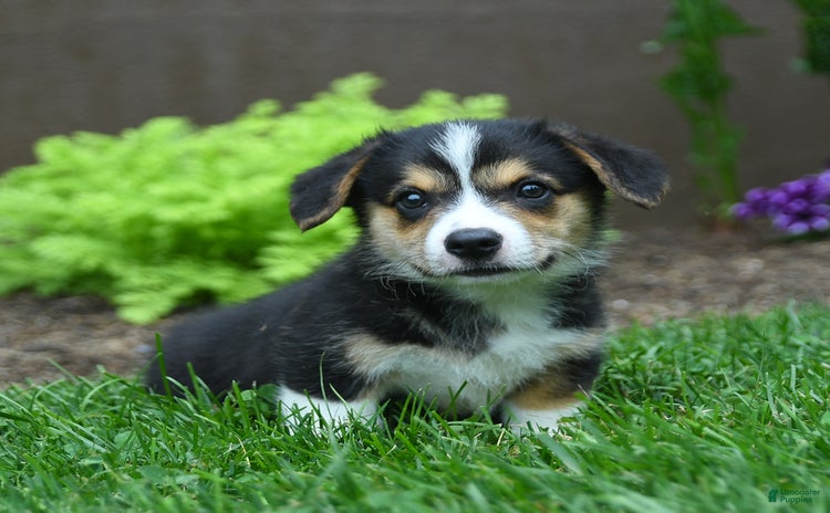 Welsh Corgi Pembroke dogs for sale - Ad 1