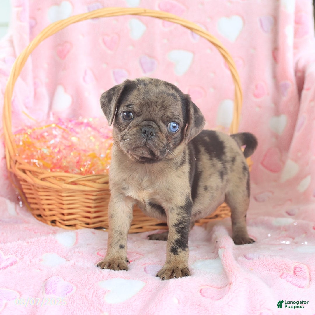 Pug dogs for sale: Abby - Image 1