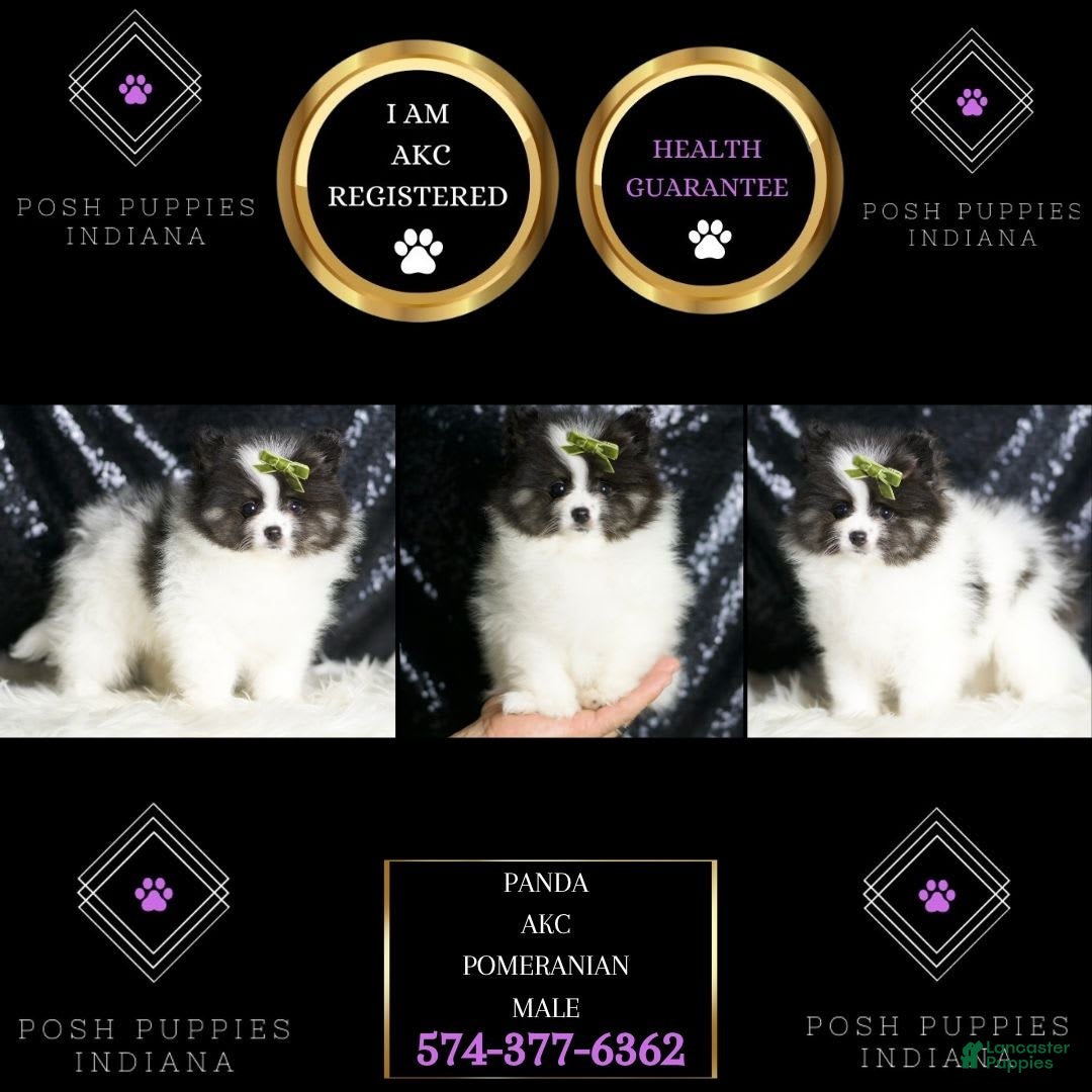 Pomeranian dogs for sale: Bingo - Image 4
