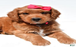 Mini Goldendoodle dogs for sale: Tasha - Image 7