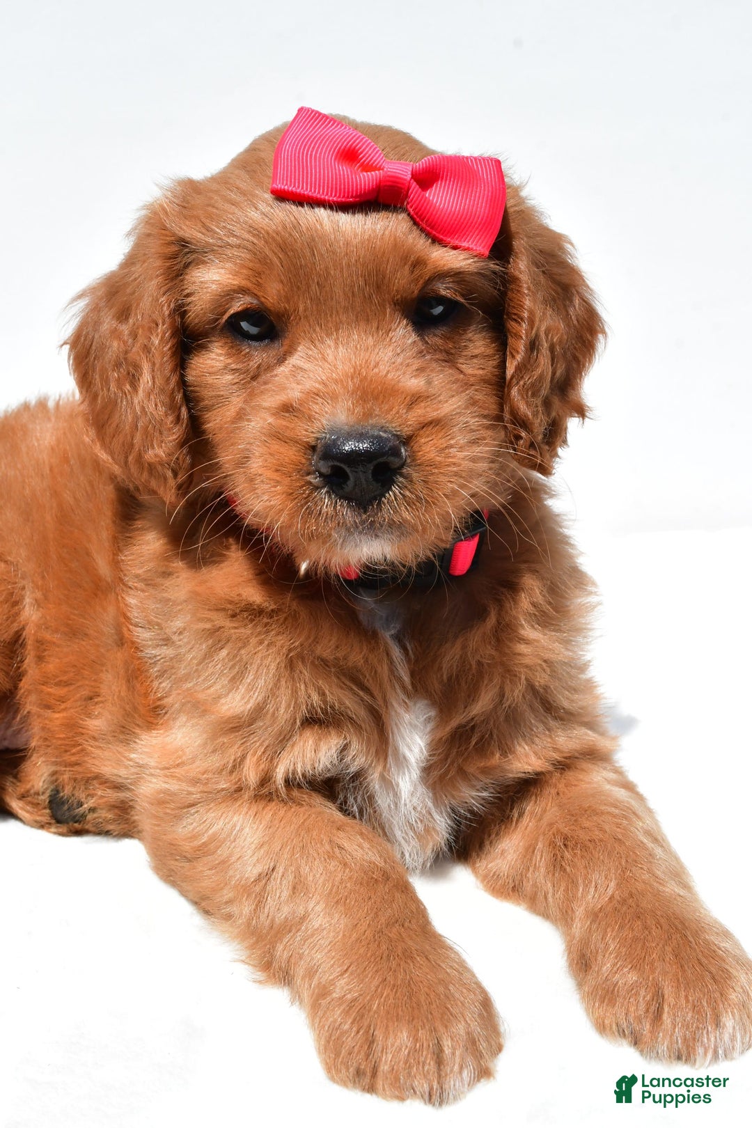 Mini Goldendoodle dogs for sale: Tasha - Image 7