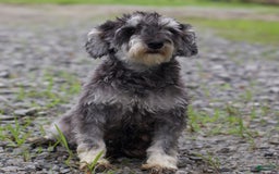 Miniature Schnauzer dogs for sale: Summer - Image 6