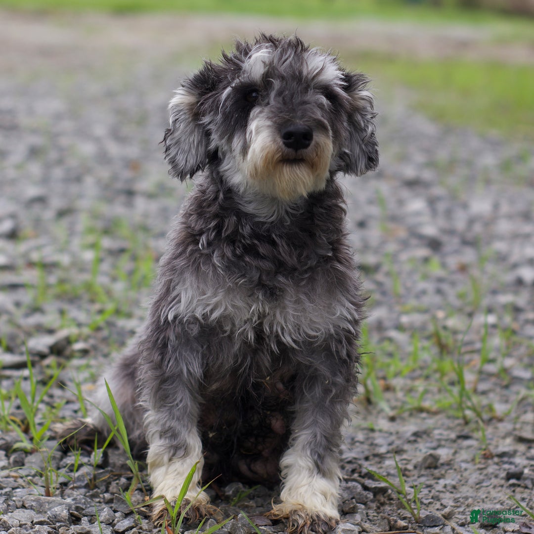 Miniature Schnauzer dogs for sale: Summer - Image 6